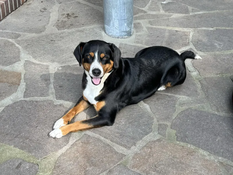 Amy von Tessin – Appenzeller Sennenhündin in Schwarz-Tricolor