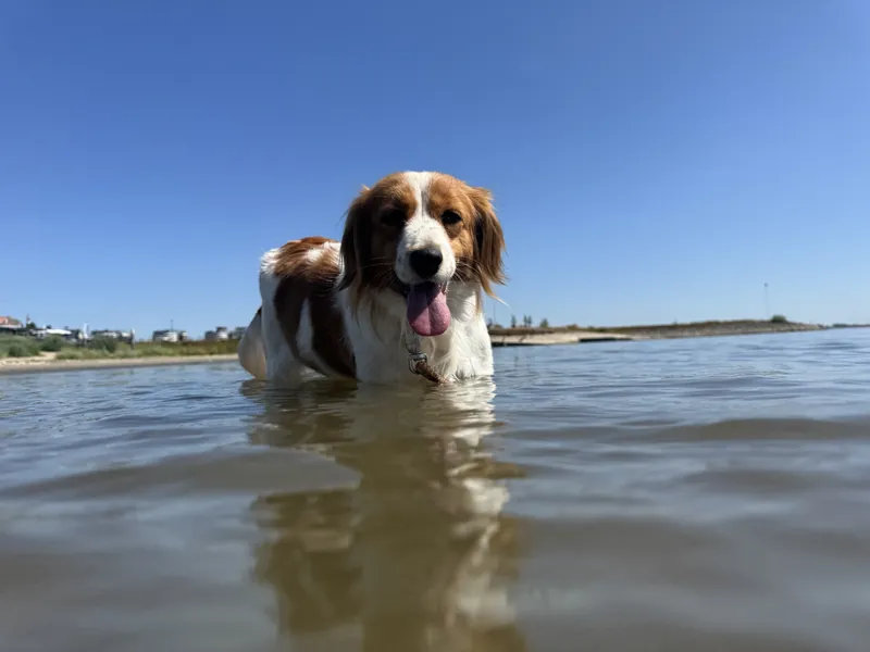 Antje – Kooikerhondje Hündin steht im Wasser