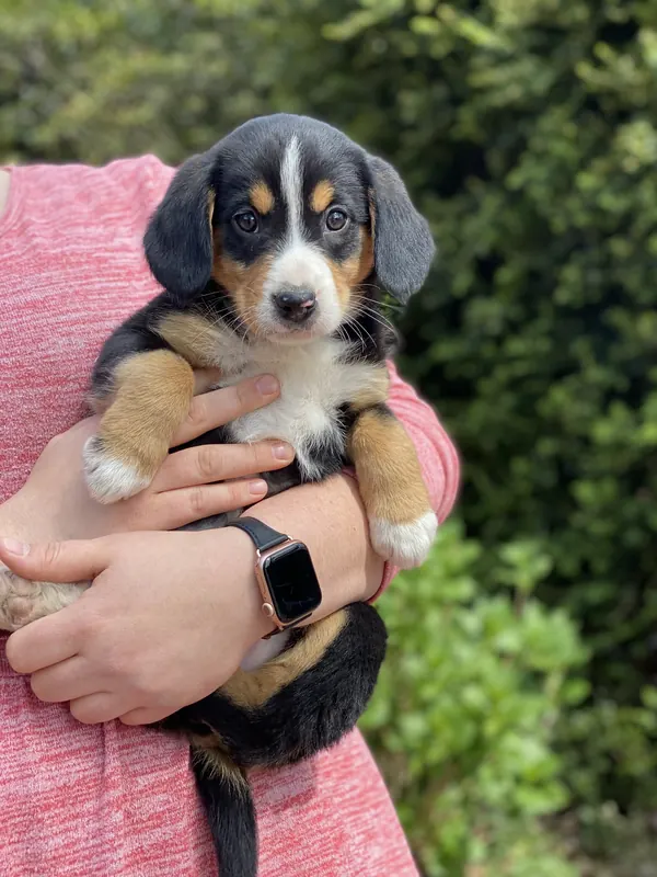 Appenzeller Sennenhund Welpe auf dem Arm