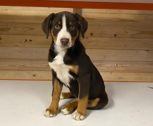 Appenzeller Sennenhund Welpe in Schwarz-Tricolor sitzt auf einer Holzbank