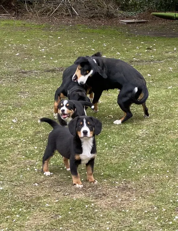 Appenzeller Sennenhund Welpen spielen auf der Wiese