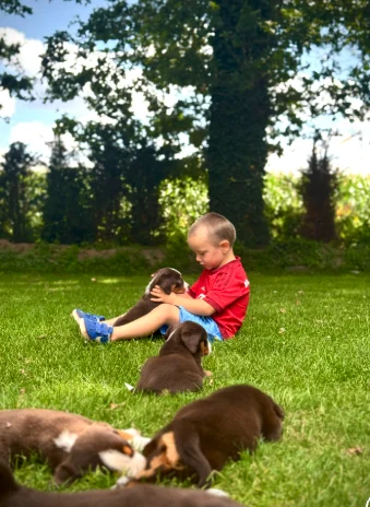 Kind spielt mit Appenzeller Sennenhund Welpen auf der Wiese