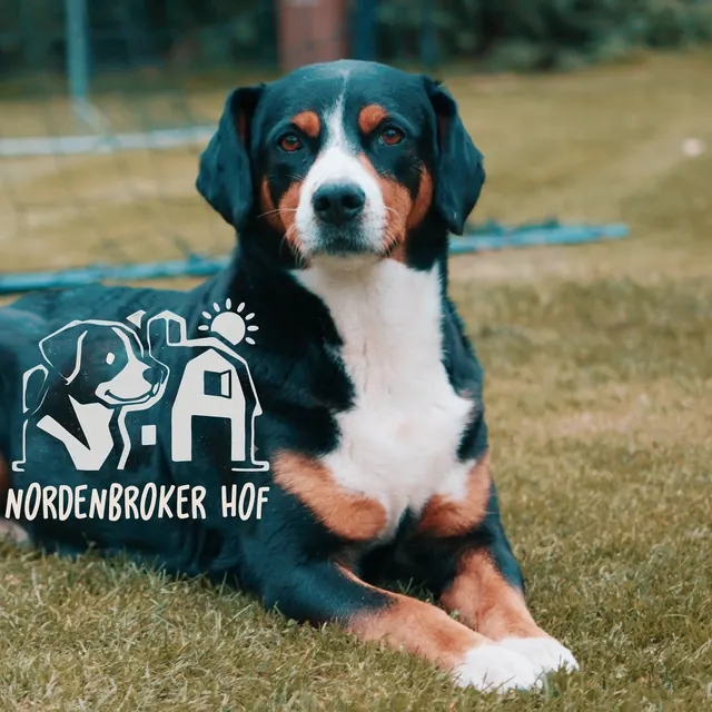 Appenzeller Sennenhündin auf der Wiese mit Nordenbroker-Hof-Logo