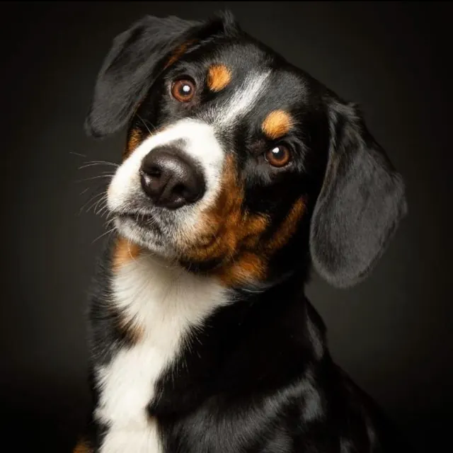 Studio-Porträt eines Appenzeller Sennenhundes