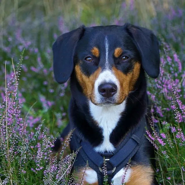 Appenzeller Sennenhund in der Heide