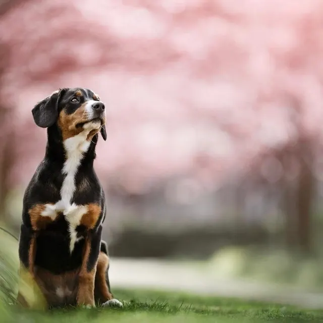 Appenzeller Sennenhund vor Kirschblüten