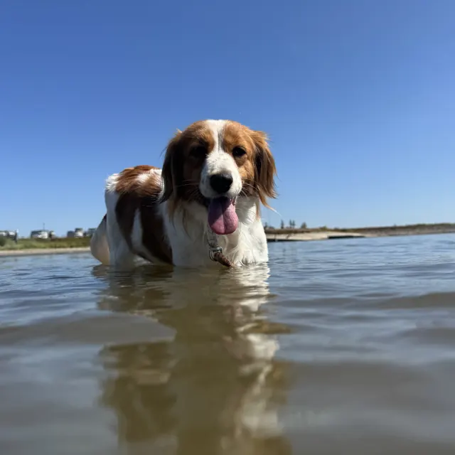 Kooikerhondje Antje im Wasser