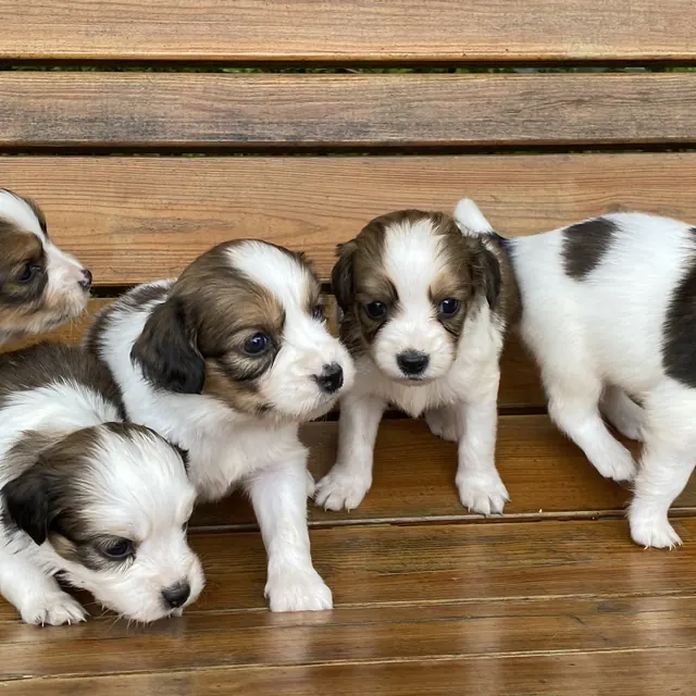 Kooikerhondje Welpen auf der Bank