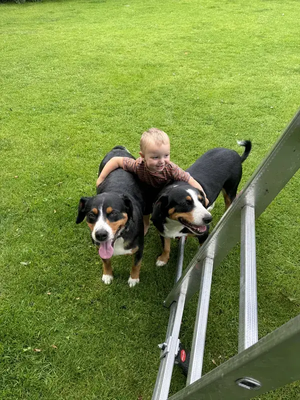 Kind umarmt zwei Appenzeller Sennenhunde auf dem Rasen