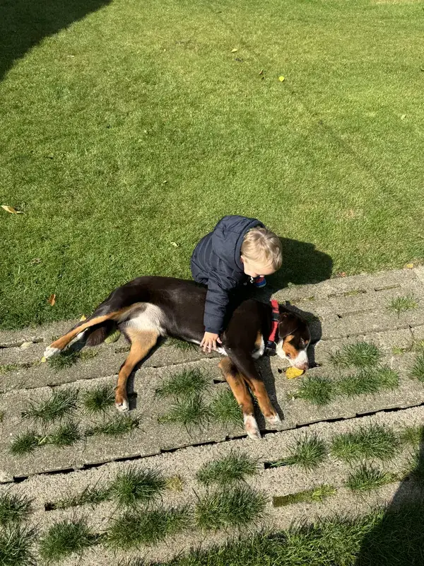 Kind streichelt einen Appenzeller Sennenhund im Garten