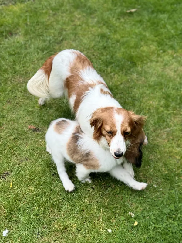 Kooikerhondje Hündin Antje auf der Wiese