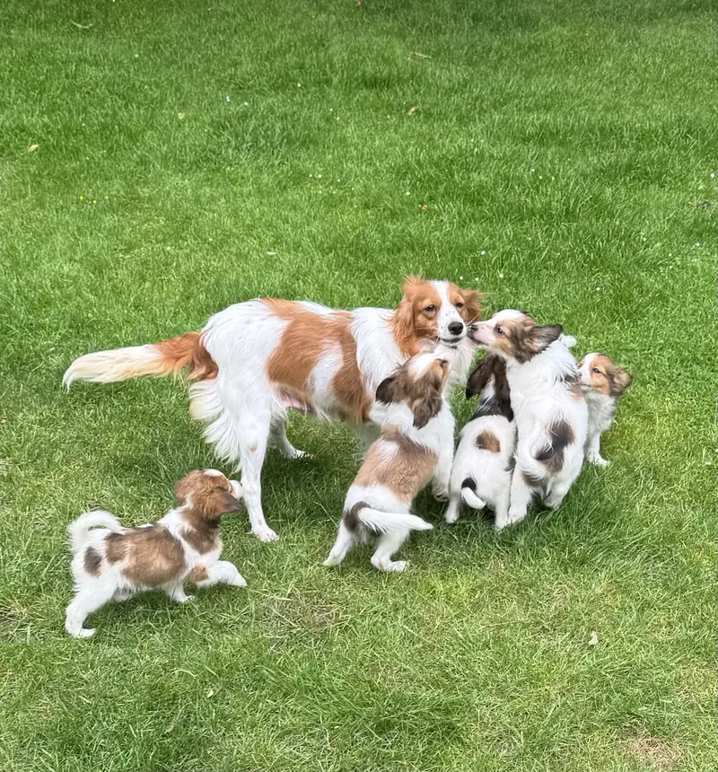 Kooikerhondje Hündin mit ihren Welpen auf der Wiese des Nordenbroker Hofs