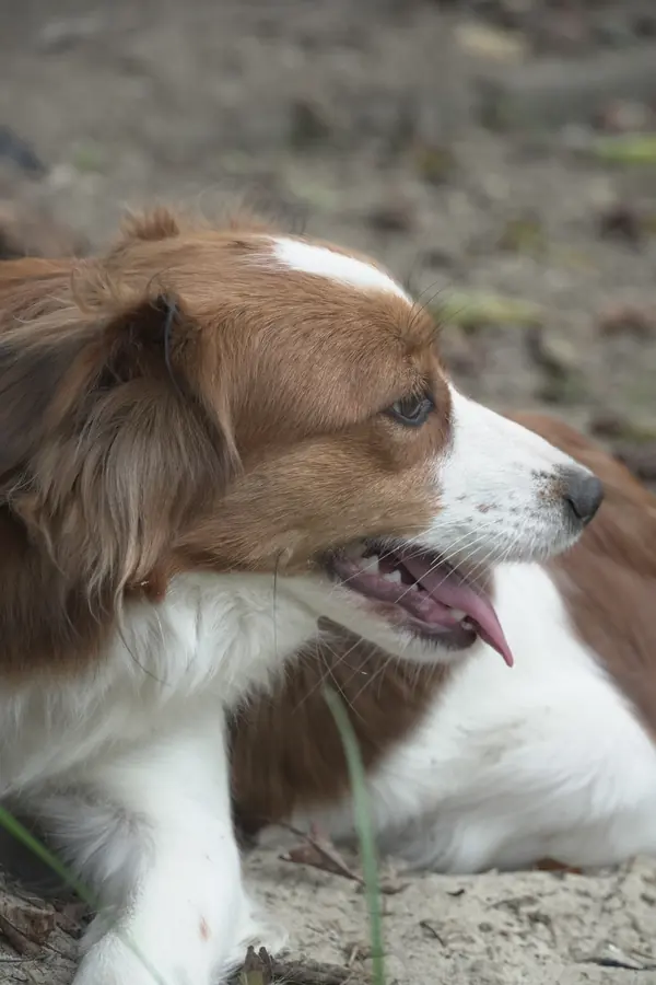 Porträt eines Kooikerhondje