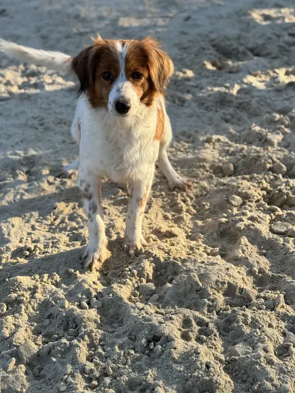 Kooikerhondje am Strand