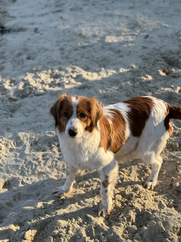 Kooikerhondje läuft über den Sandstrand