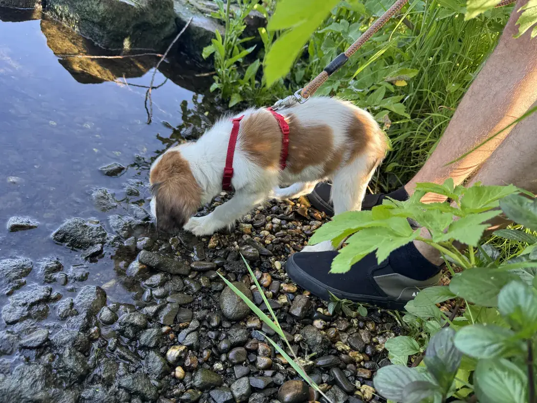 Kooikerhondje Welpe erkundet das Ufer eines Teichs