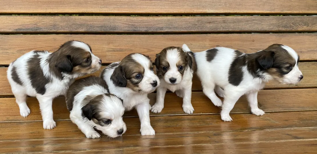 Fünf Kooikerhondje Welpen sitzen nebeneinander auf einer Holzbank