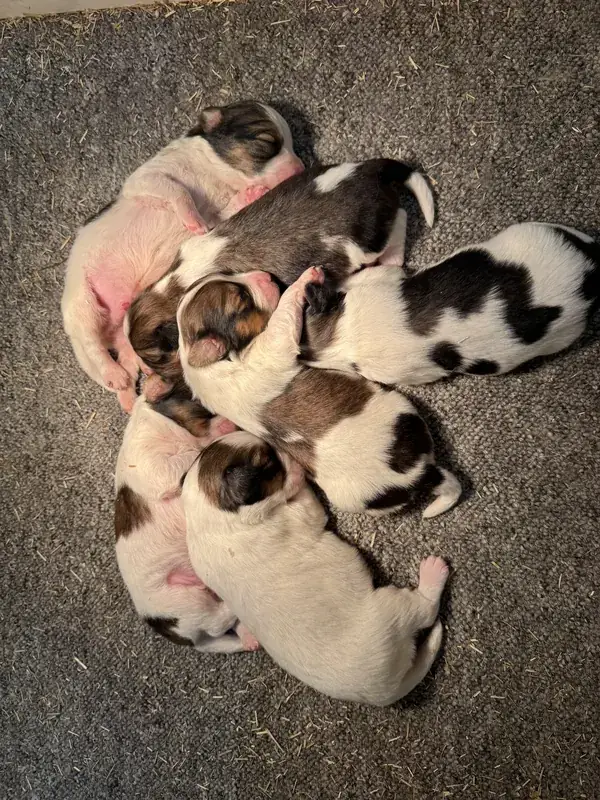 Neugeborene Kooikerhondje Welpen kuscheln im Wurfnest